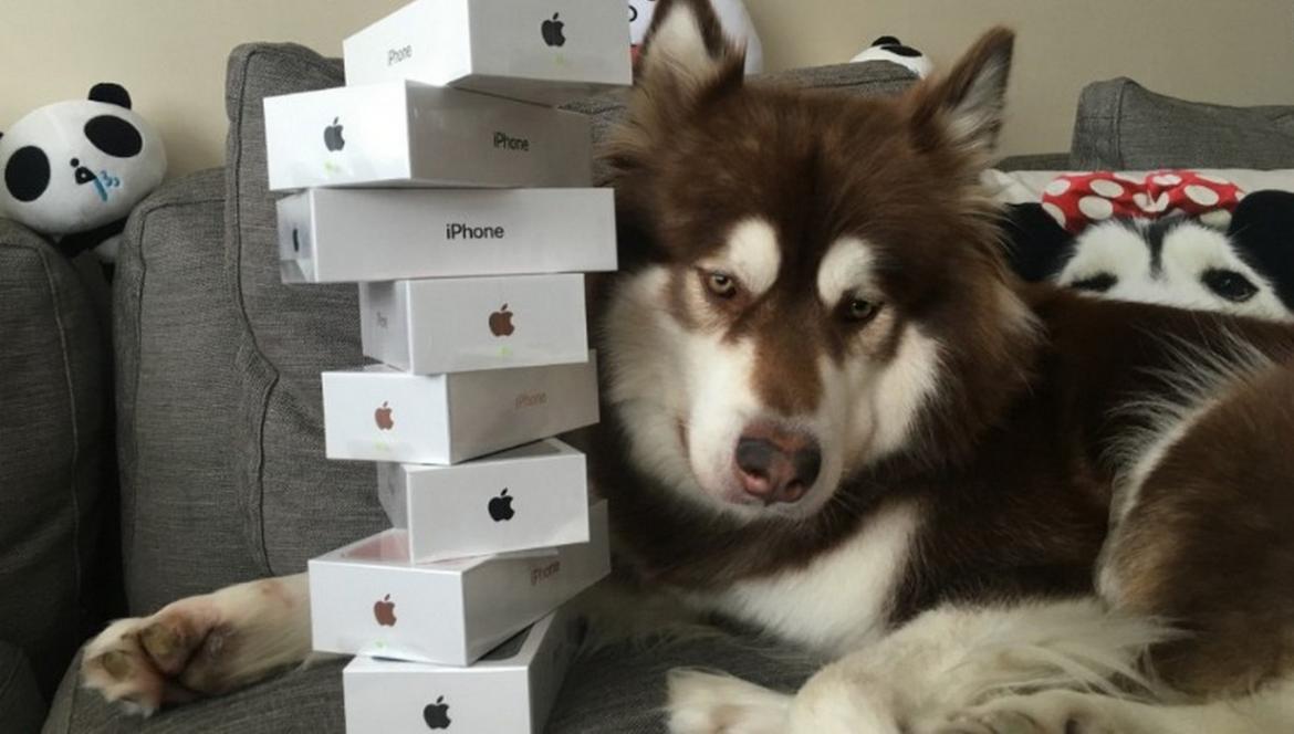 Miliardario cinese regala otto iPhone 7 al suo cane