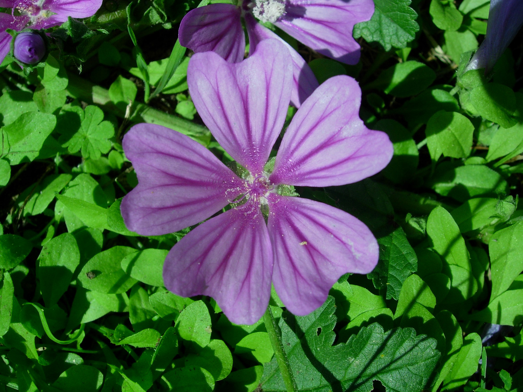 Come coltivare la malva in vaso