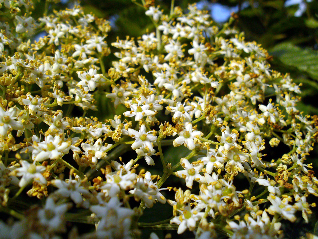 Come coltivare le piante officinali: 5 arbusti amici delle donne