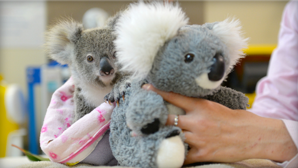 Un peluche ha adottato un cucciolo di koala