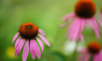 Echinacea