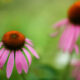 Echinacea