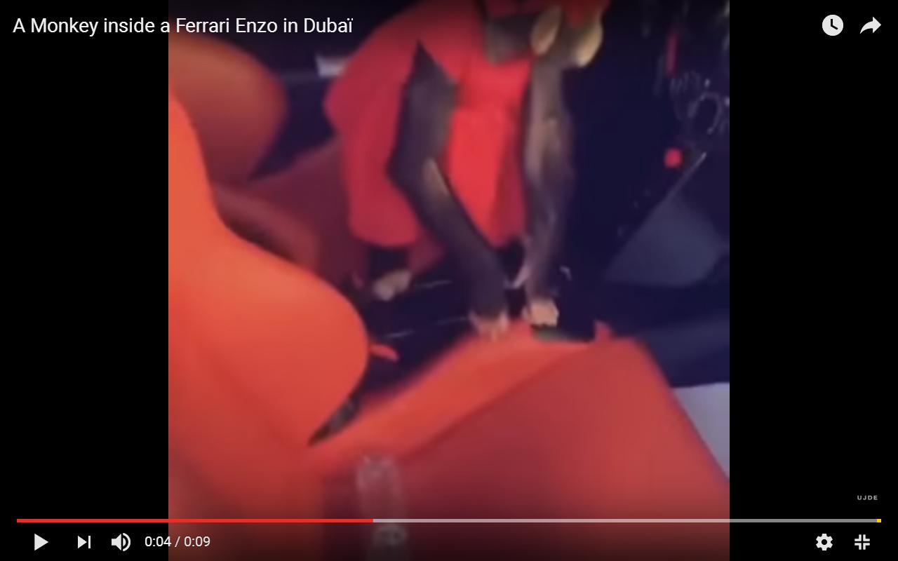 Scimmia a bordo della Ferrari Enzo a Dubai [Video]