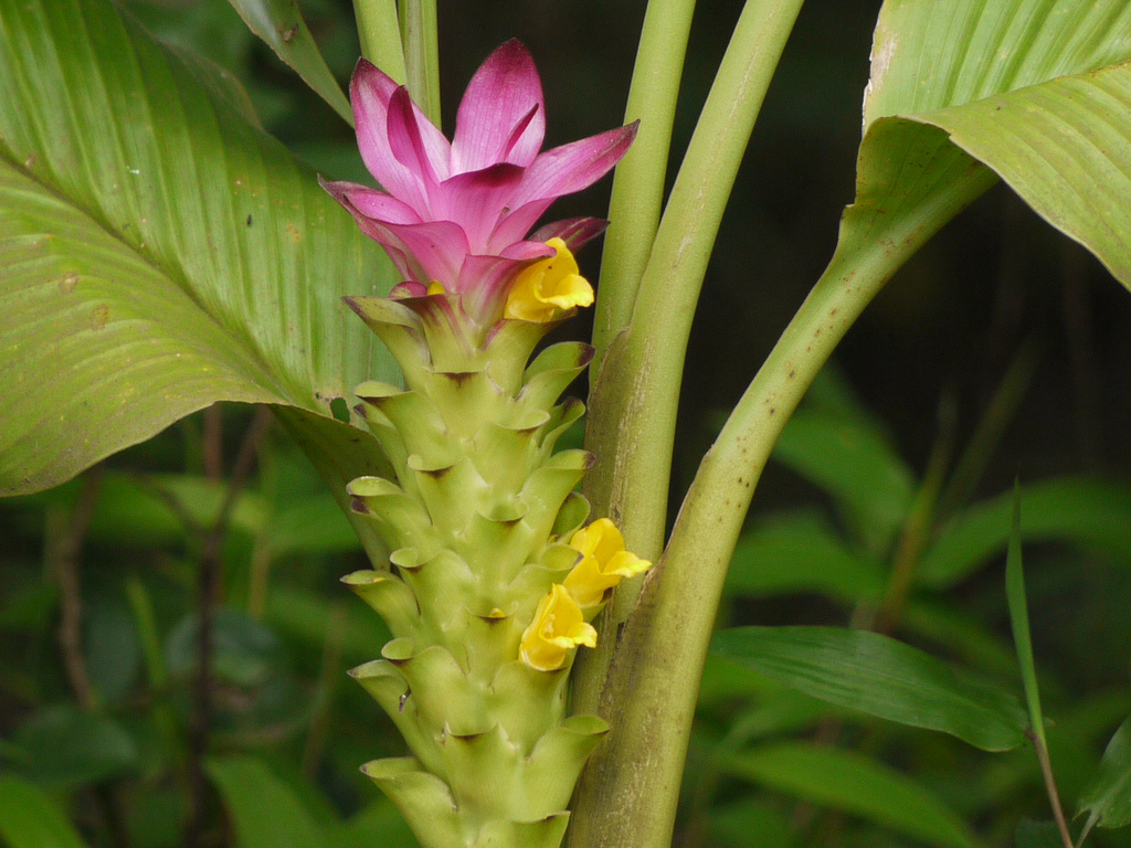 Come coltivare curcuma