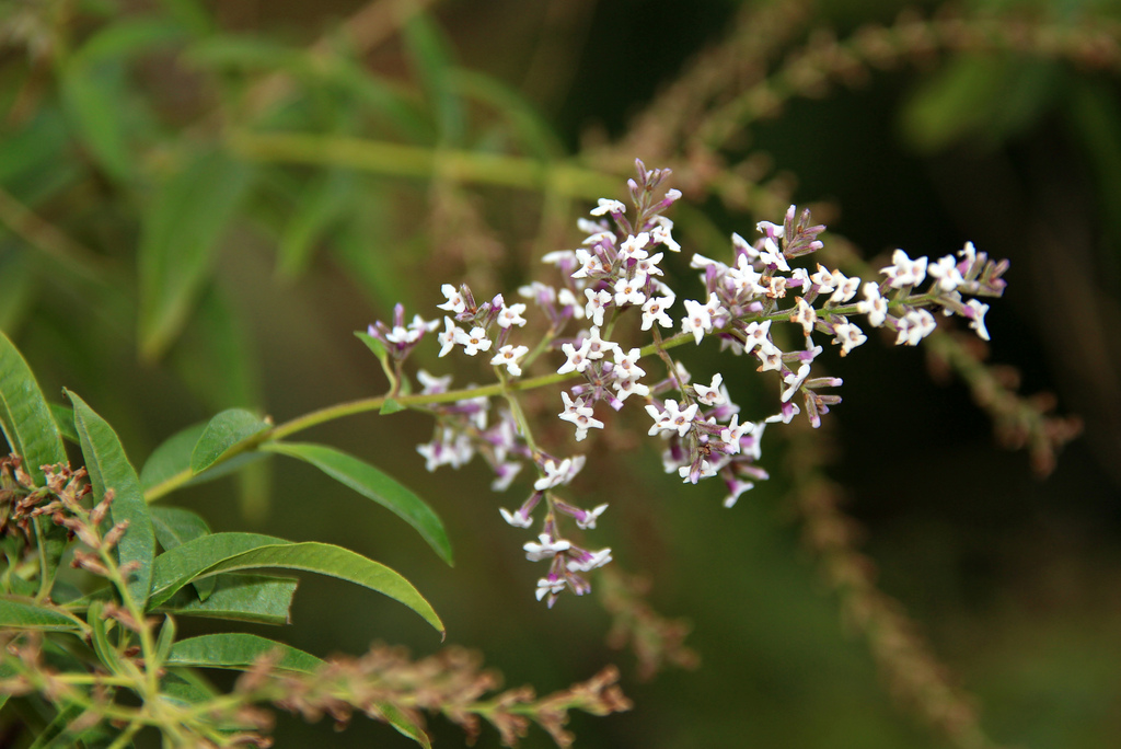 Coltivare Verbena citriodora