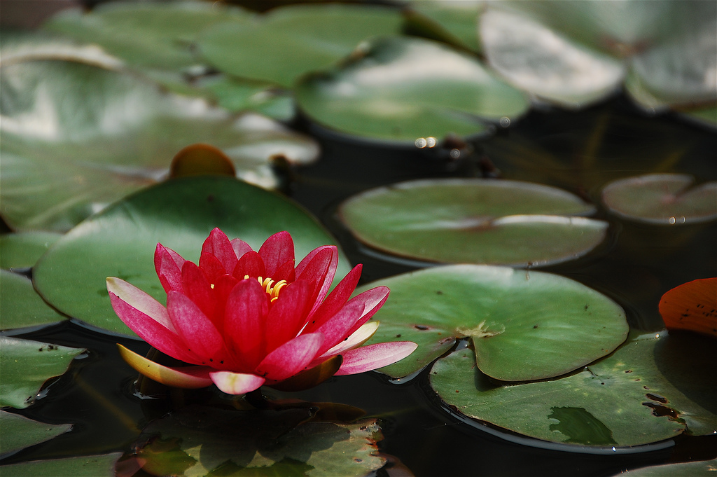 Piante e oroscopo: coltivare i fiori adatti ad ogni segno zodiacale