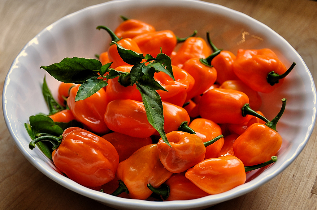 Come coltivare il peperoncino habanero in vaso, delizia piccantissima