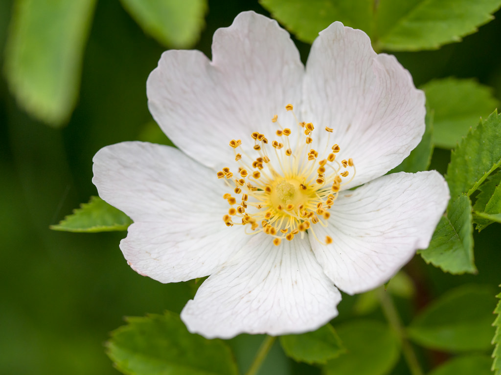 Come coltivare la rosa canina in vaso, cura e raccolta delle bacche