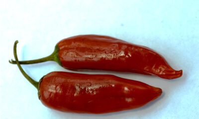 Raffreddore mangiare peperoncino