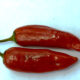 Raffreddore mangiare peperoncino