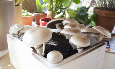 Funghi coltivare vaso