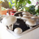 Funghi coltivare vaso