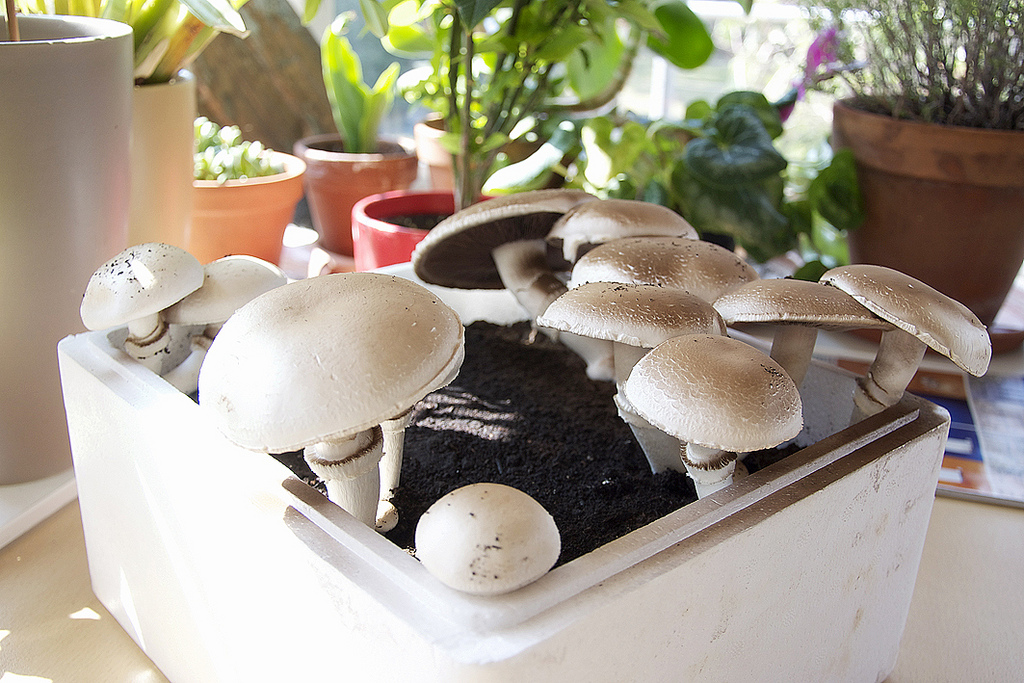 Quali funghi coltivare in vaso