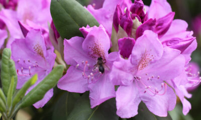 Come coltivare rododendro