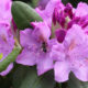 Come coltivare rododendro