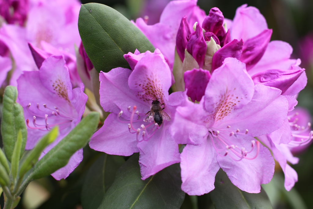 Come coltivare rododendro