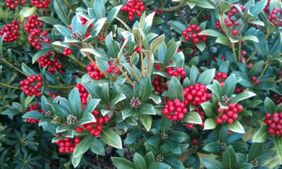 Come coltivare Skimmia