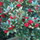 Come coltivare Skimmia