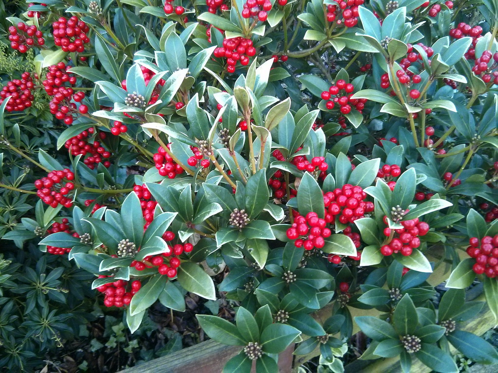 Come coltivare la Skimmia in vaso, variante giapponese dell’agrifoglio