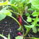 Come coltivare orto biologico balcone
