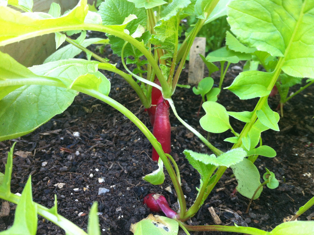 Come coltivare un orto biologico sul balcone o in giardino, i consigli per cominciare