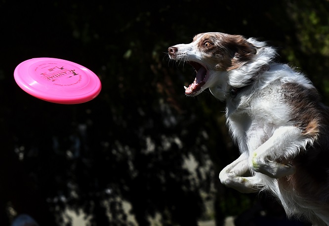 Il frisbee compie 60 anni