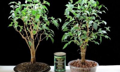 Come usare argilla espansa giardinaggio