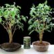 Come usare argilla espansa giardinaggio