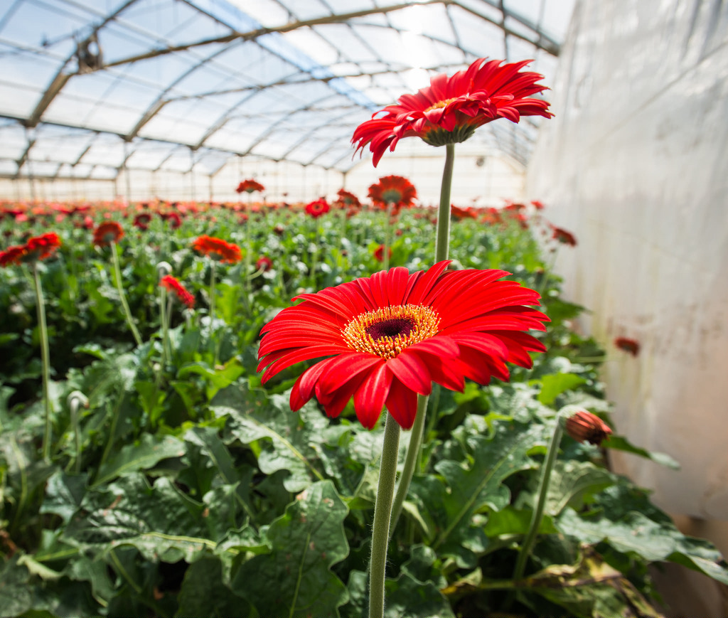 Come coltivare le gerbere in vaso, colorati fiori di primavera