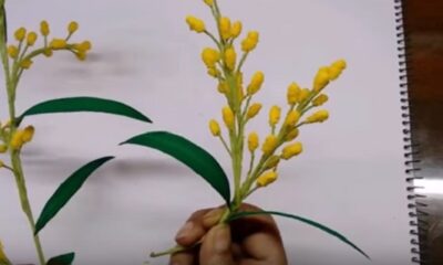 mimose