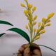 mimose
