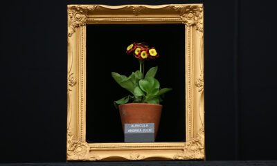 Come coltivare primula