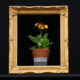 Come coltivare primula