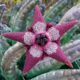 Piante grasse rare