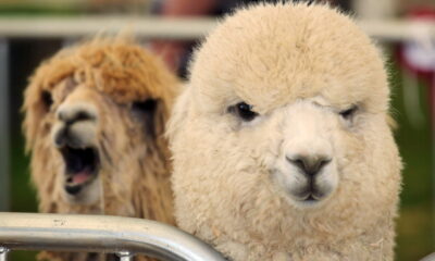 Alpaca matrimonio nozze