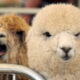 Alpaca matrimonio nozze