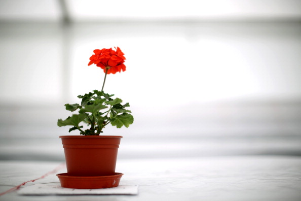 Coltivare le piante in vaso: 5 cose da sapere prima di iniziare