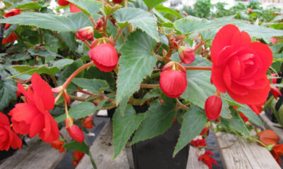 Come coltivare begonia