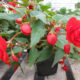 Come coltivare begonia