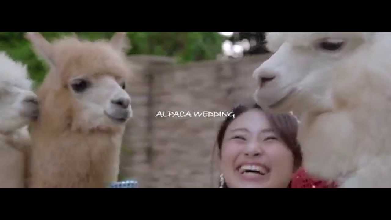 Matrimonio con alpaca