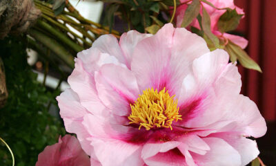 Le peonie si adattano anche ai climi più freddi e possono essere usate per guarnire aiuole fiorite, ma anche balconi e terrazzi.