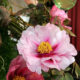 Le peonie si adattano anche ai climi più freddi e possono essere usate per guarnire aiuole fiorite, ma anche balconi e terrazzi.