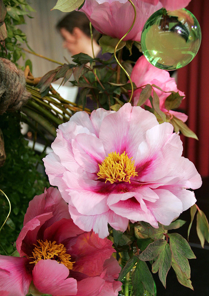 Come coltivare le peonie e prendersi cura del fiore primaverile