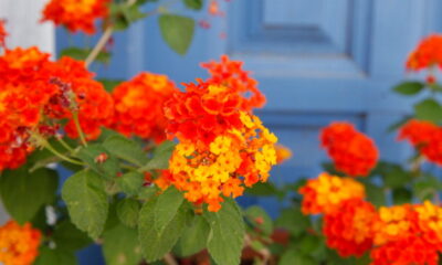 Lantana