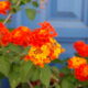 Lantana
