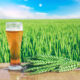 birra bellezza