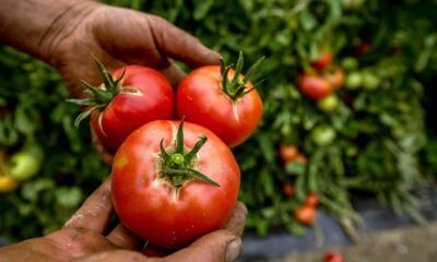 Coltivare pomodori insalatari