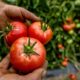 Coltivare pomodori insalatari