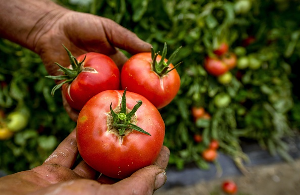 Come coltivare i pomodori da insalata in vaso