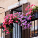 Decorare il balcone con i fiori, vasi sulla ringhiera